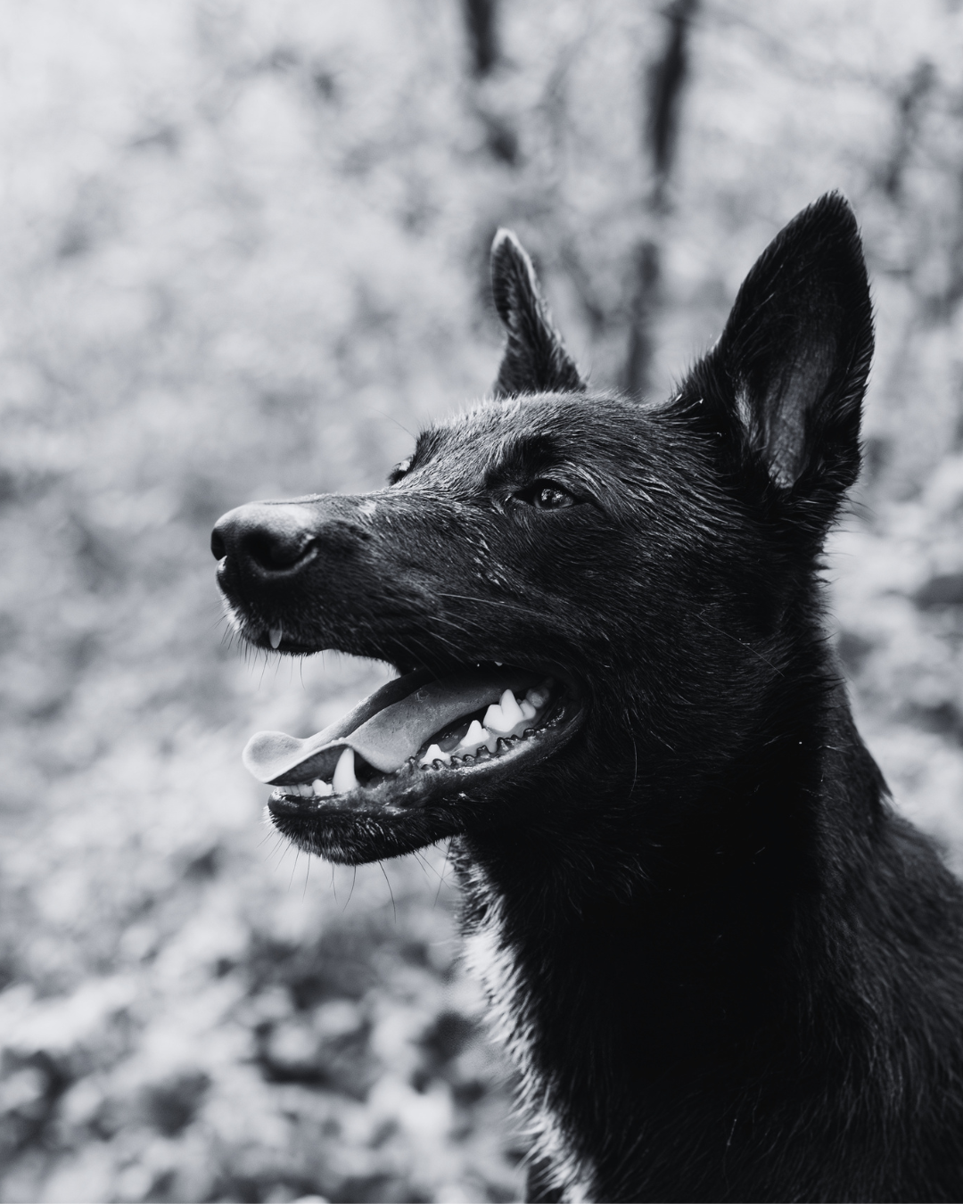 How Much Organ Meat Can Dogs and Cats Eat?